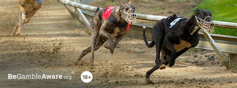 greyhound odds comparison|Greyhounds Betting Odds Online .